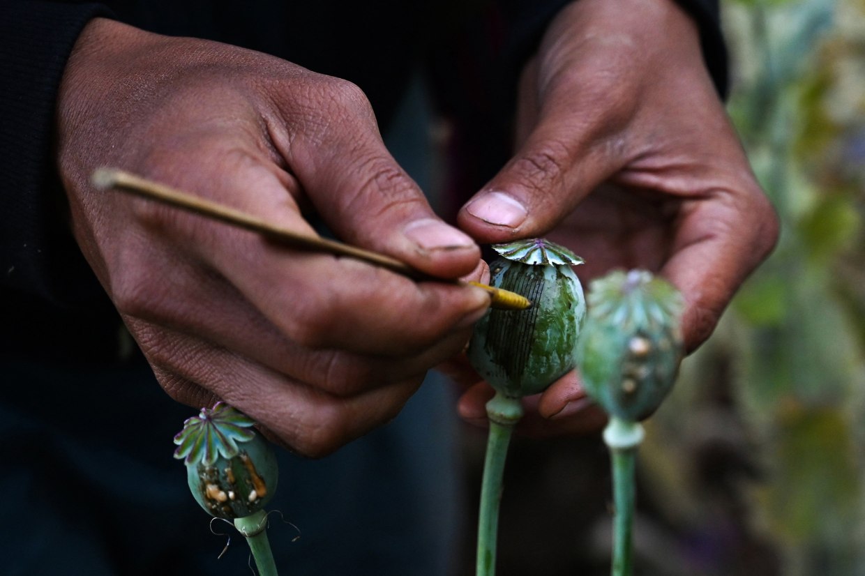 War wracked Myanmar is now the world's top opium producer