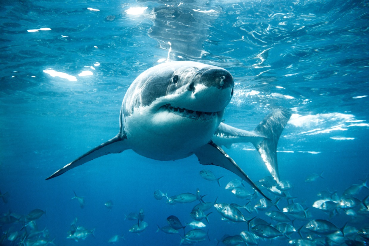 Teenage surfer dies after shark attack off southern Australia