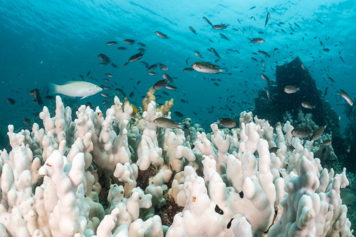 Over 60% of world's coral reefs have bleached