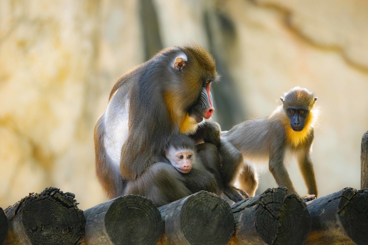 Rare Baby Mandrill Named Jasper Born at Fort Worth Zoo in Texas: EXCLUSIVE