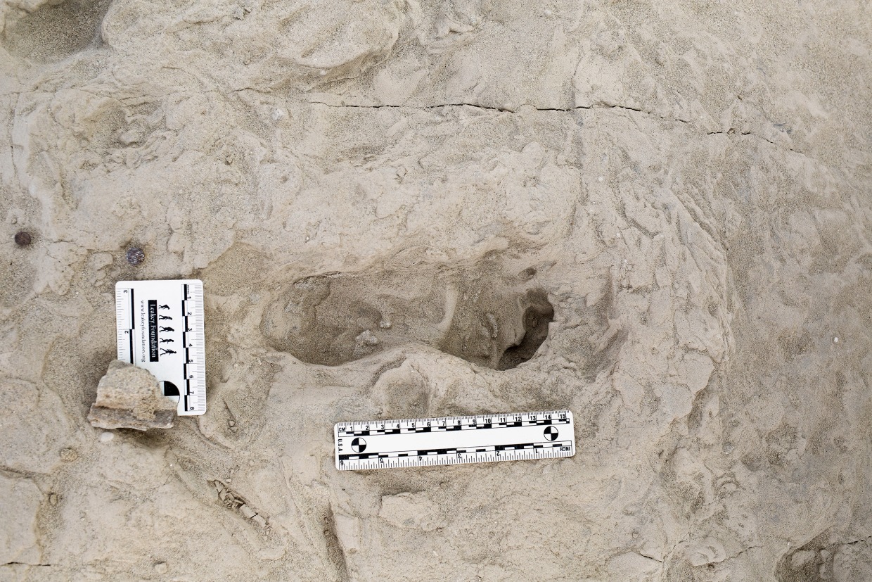 Footprints show two species of ancient human relatives shared the