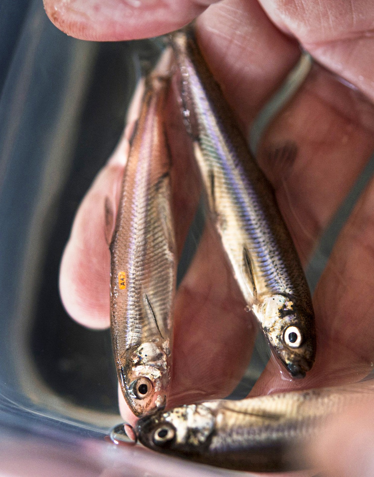 Delta smelt