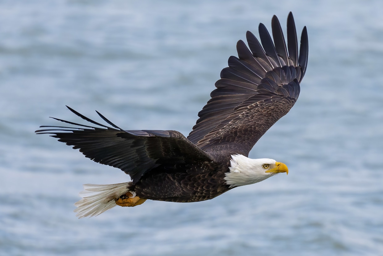 Bald eagle's new status as the official U.S. bird brings pride and hope to  many Native Americans