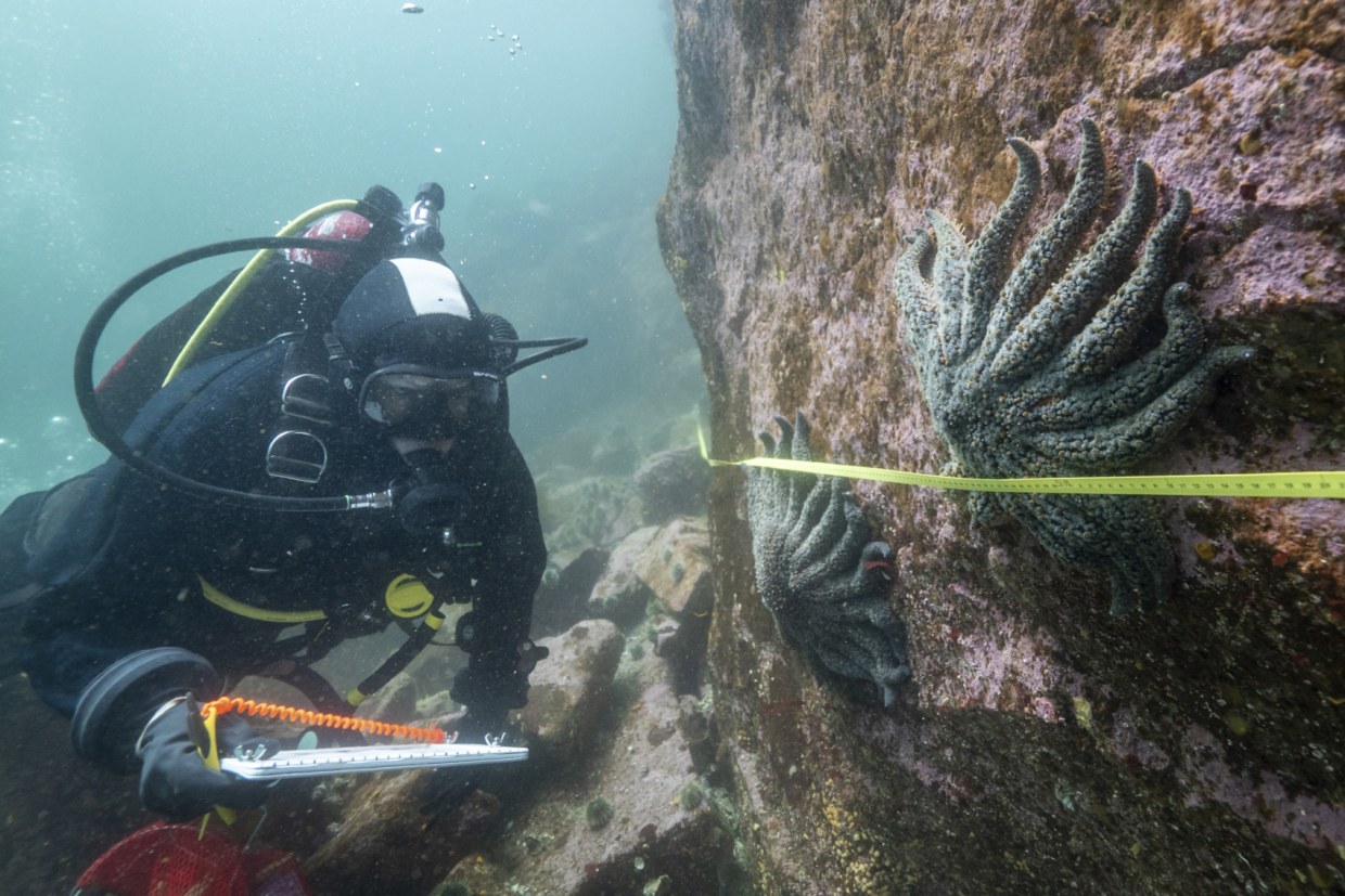 Scientists say they've found out what killed over 5 billion sea stars