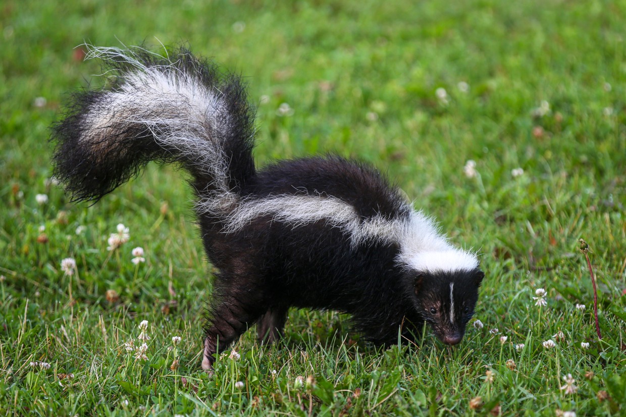 Skunk Scratch in Idaho Leads to Two Rabies Deaths Including Organ Recipient in Michigan
