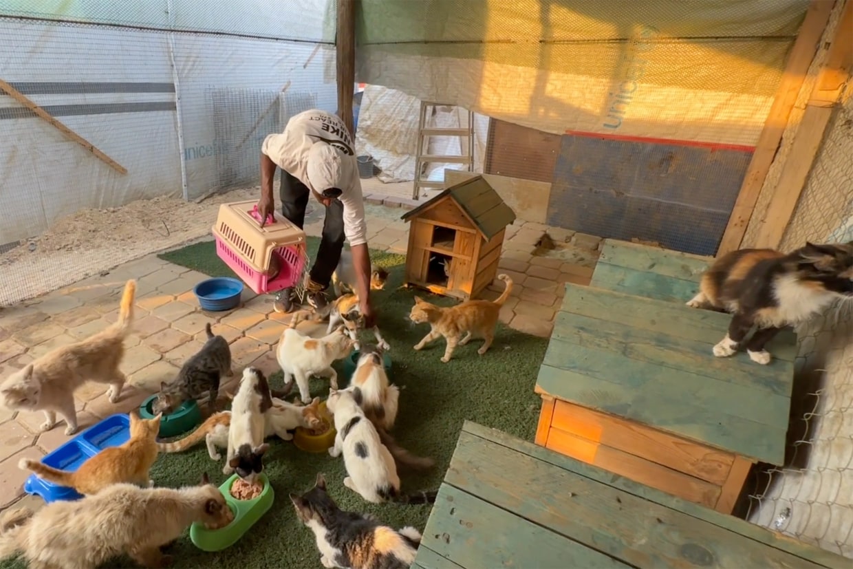 At Gaza’s only animal shelter, workers share what food they have with ...