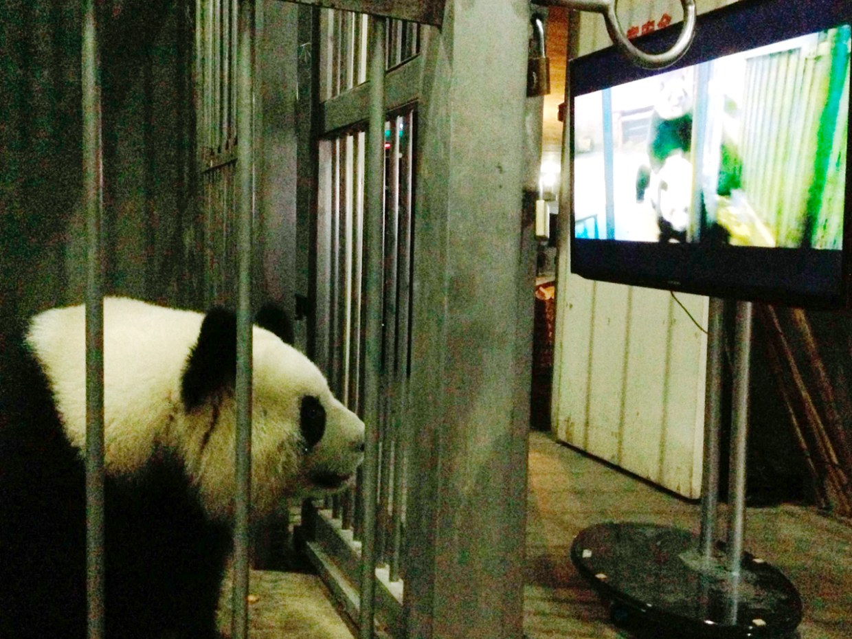 C-tdy--panda-mating-video-