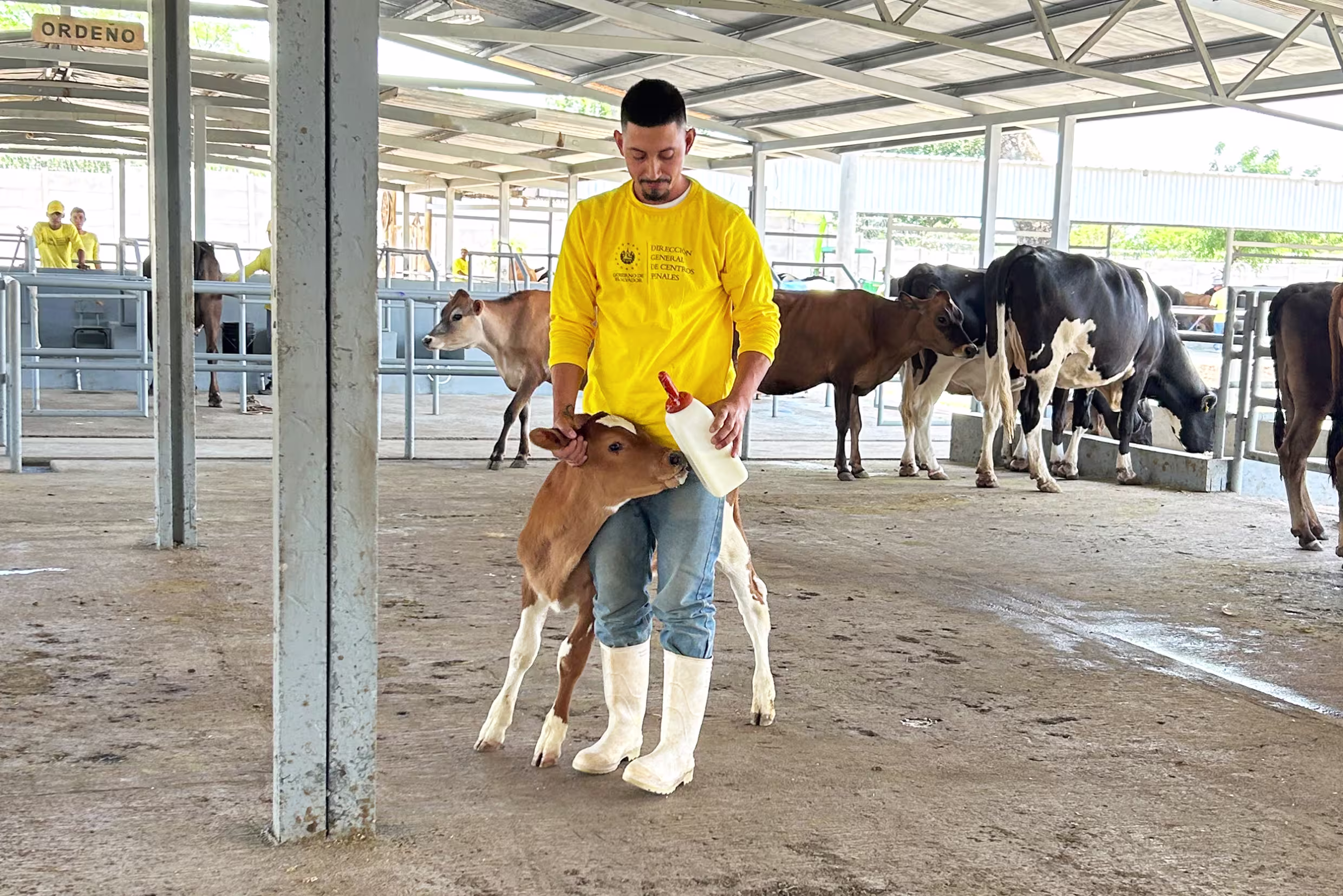 An imate feeds a baby cow in Centro Industrial prison in Santa Ana El Salvador, in April 2025.