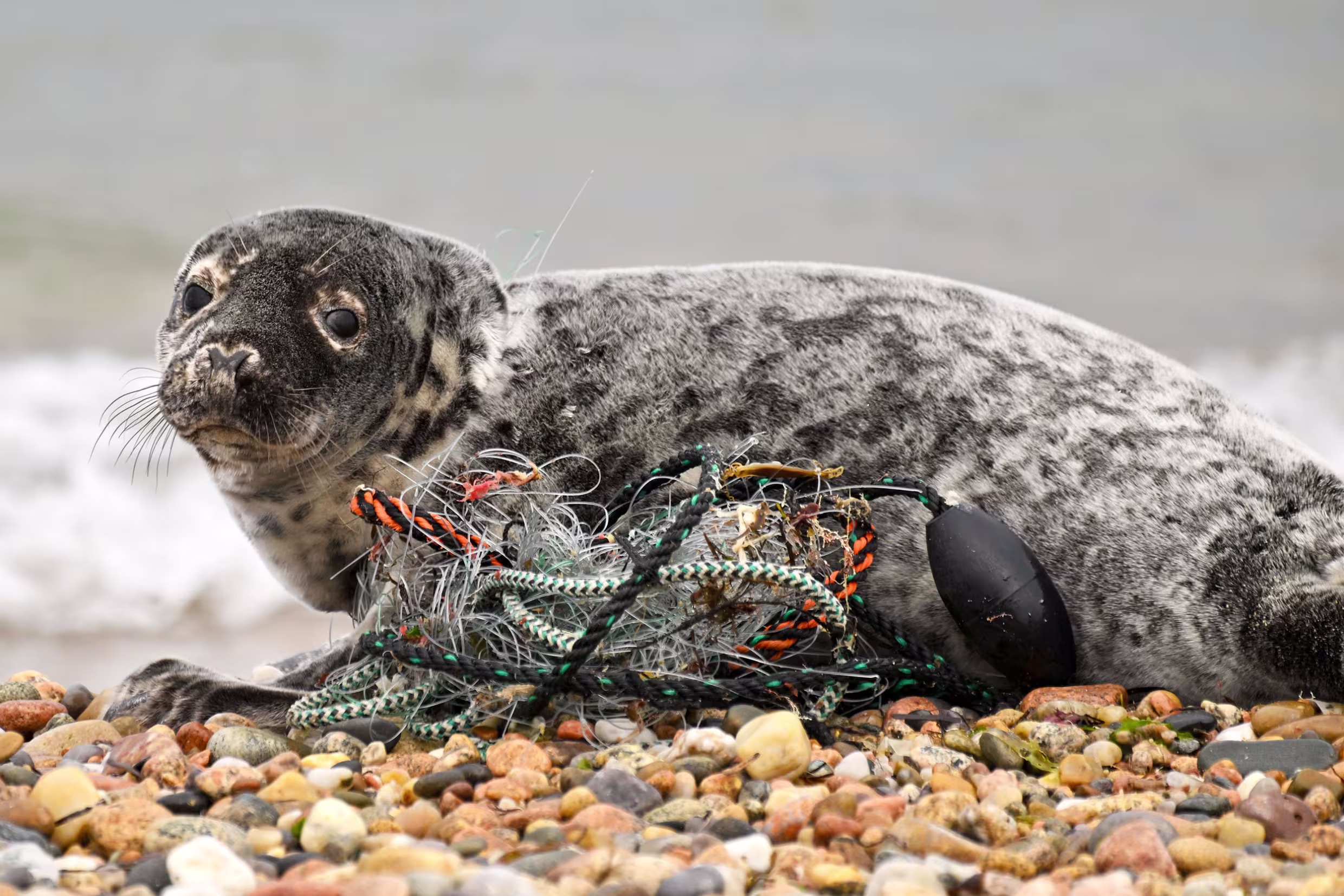 An entangled seal.