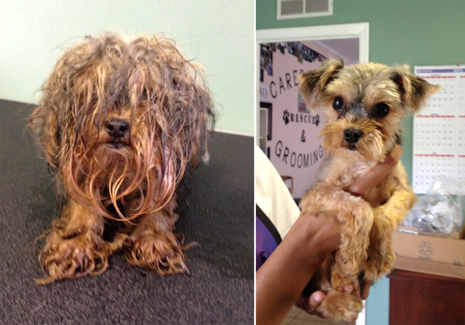 Double take! Dramatic doggie makeovers put new face to pet adoption