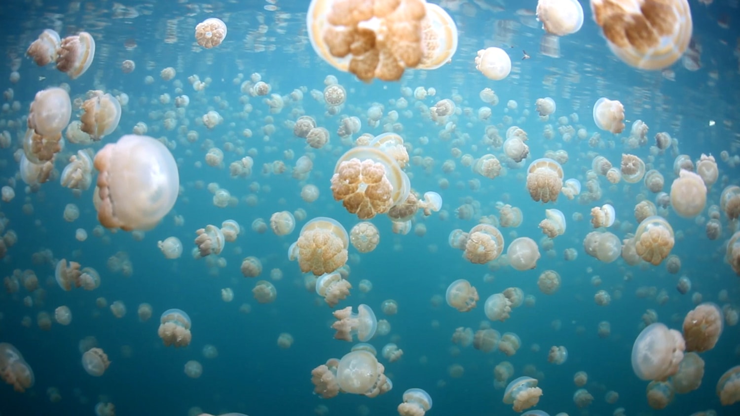 https://media-cldnry.s-nbcnews.com/image/upload/t_fit-1500w%2Cf_auto%2Cq_auto%3Abest/MSNBC/Components/Video/__NEW/x_30_nn_Jellyfish_Lake_151214_001.jpg
