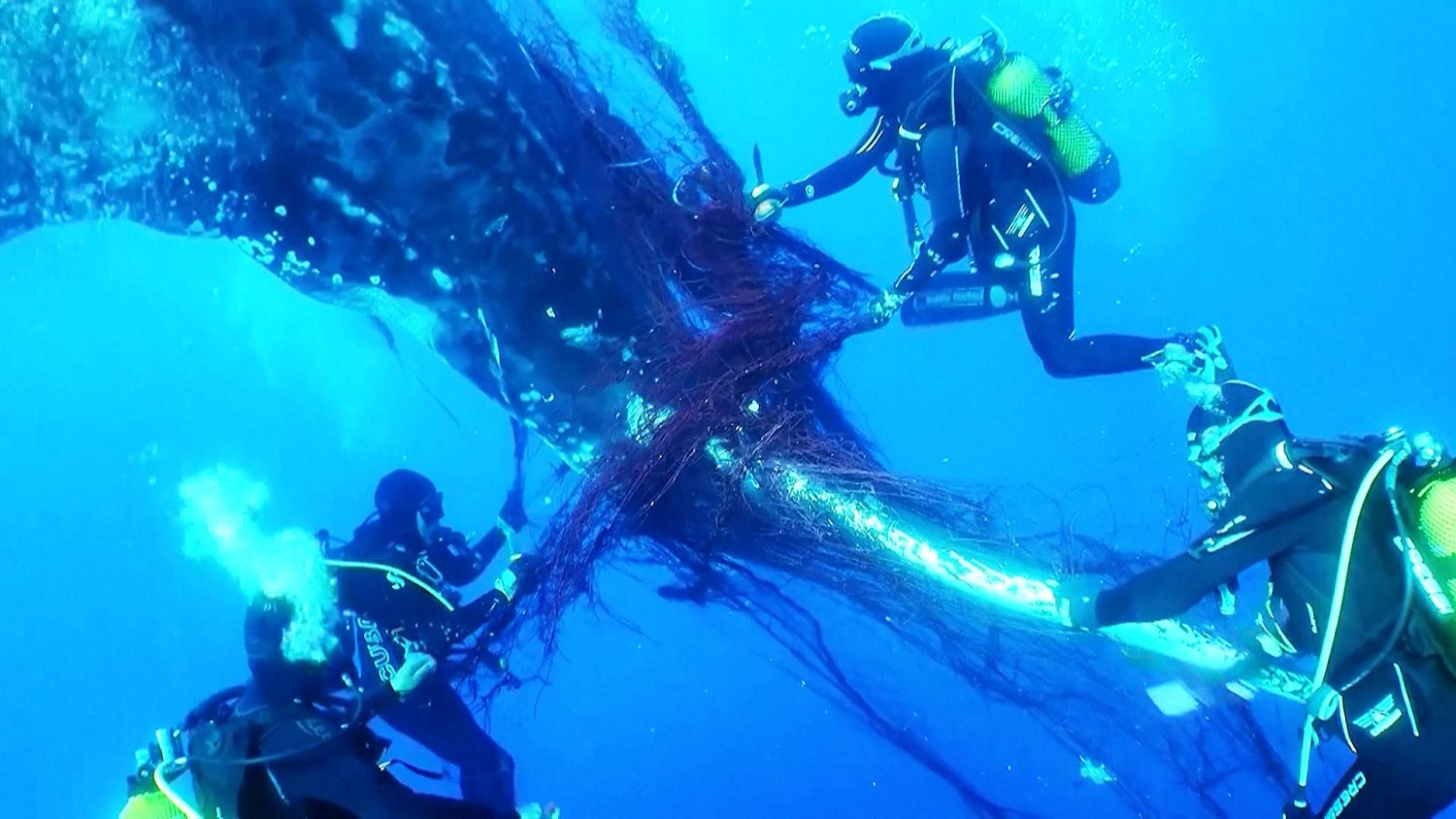 Divers rescue humpback whale from fishing net near Mallorca, Spain