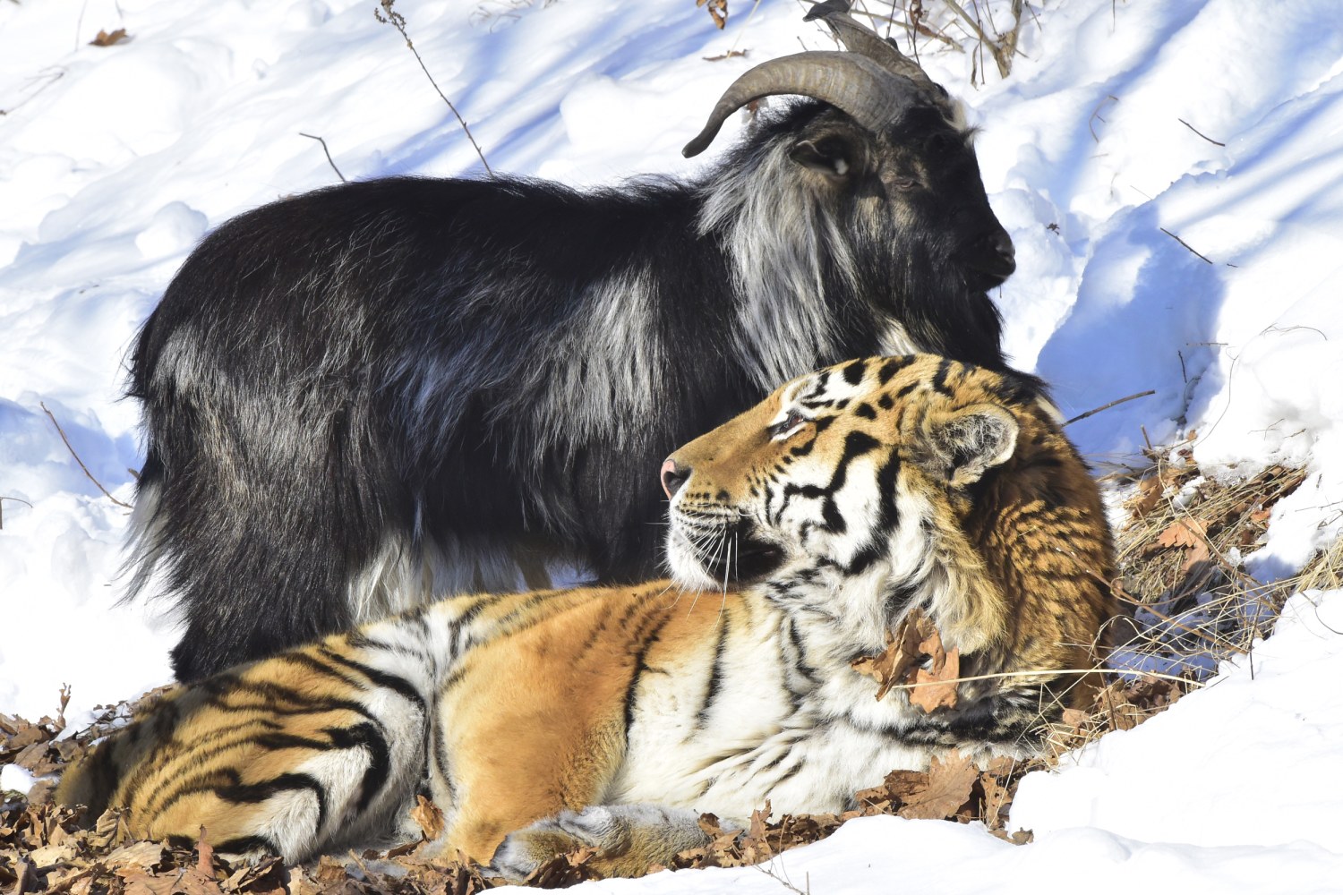 https://media-cldnry.s-nbcnews.com/image/upload/t_fit-1500w%2Cf_auto%2Cq_auto%3Abest/newscms/2016_04/1395021/160129-timur-amur-jpo-713a.jpg