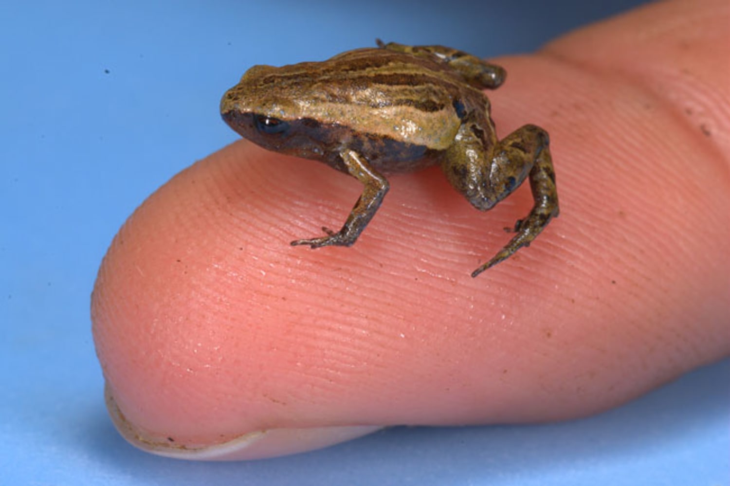 Teeny-tiny frog discovered in Peru