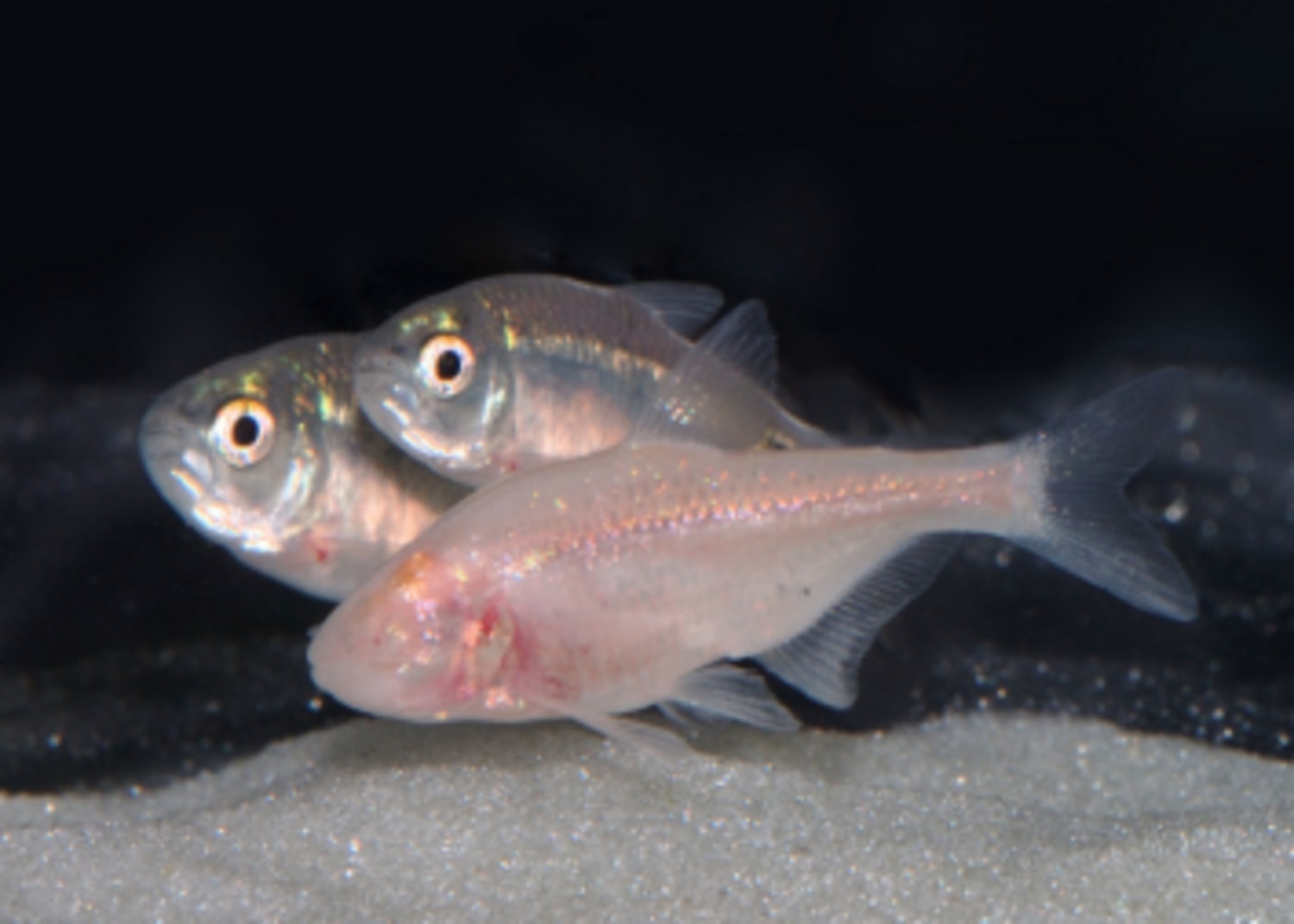 Do Tetras Sleep? Unveiling the Mysteries of Fish Rest