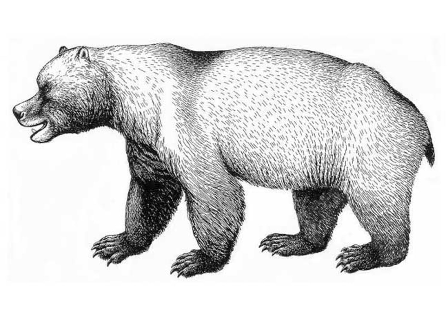 Did vegetarian diet kill off giant cave bears?