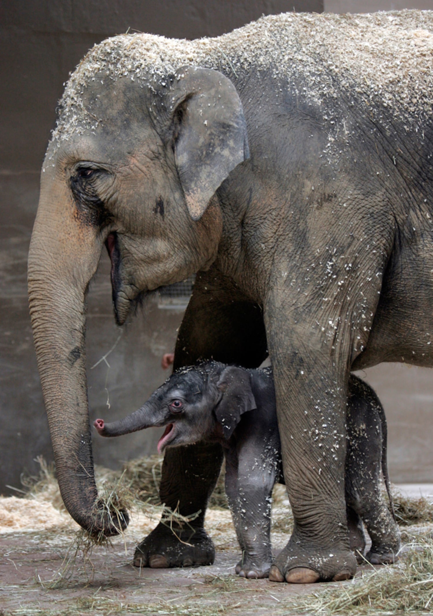 Ohio zoo's baby elephant ready for the spotlight