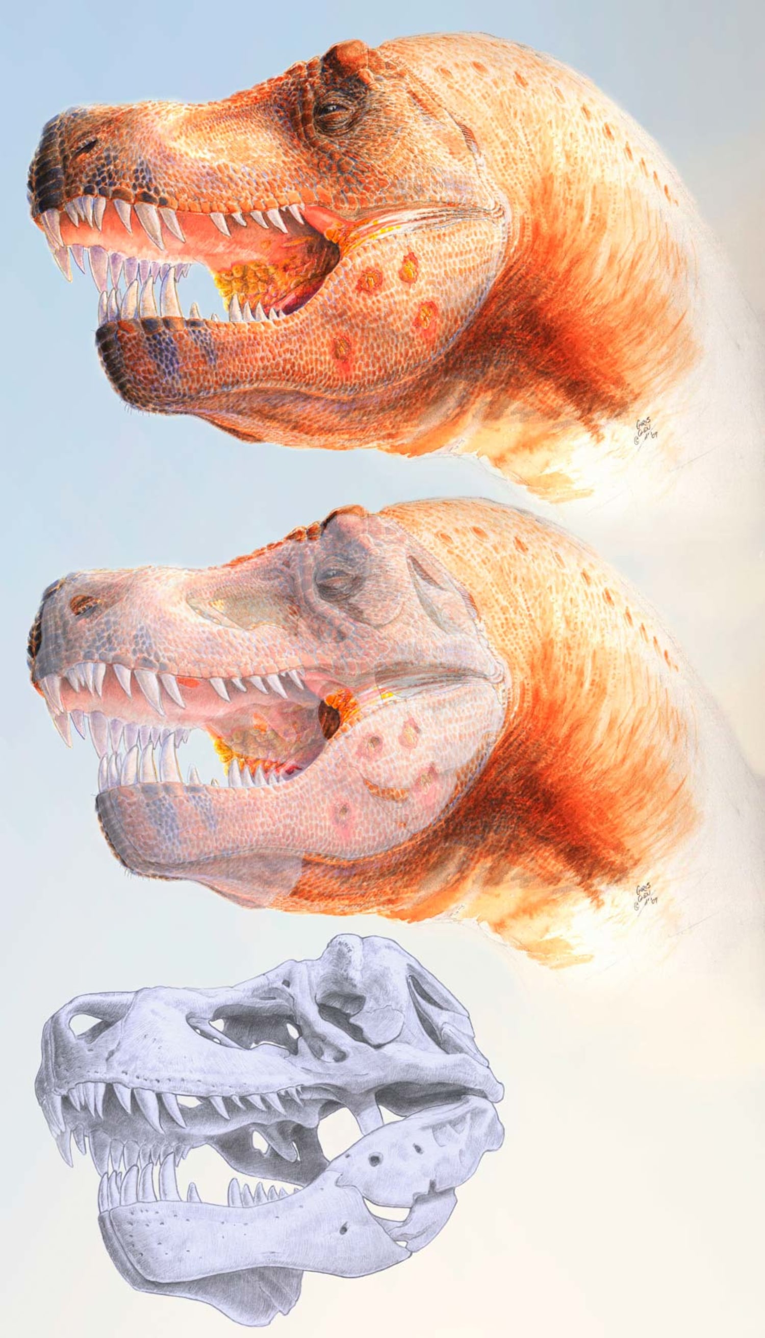 Cannibalism in Tyrannosaurus rex