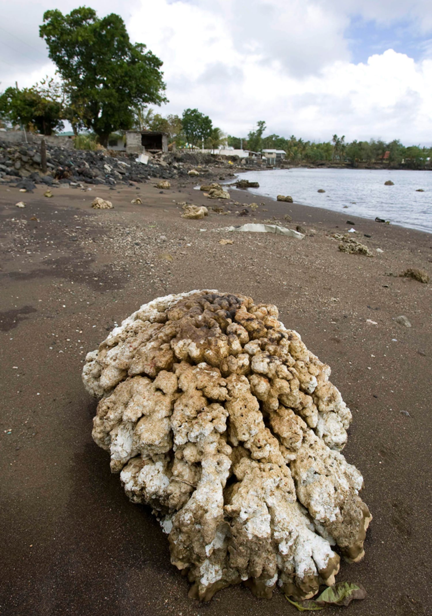 Samoa tsunamis obliterate some coral reefs
