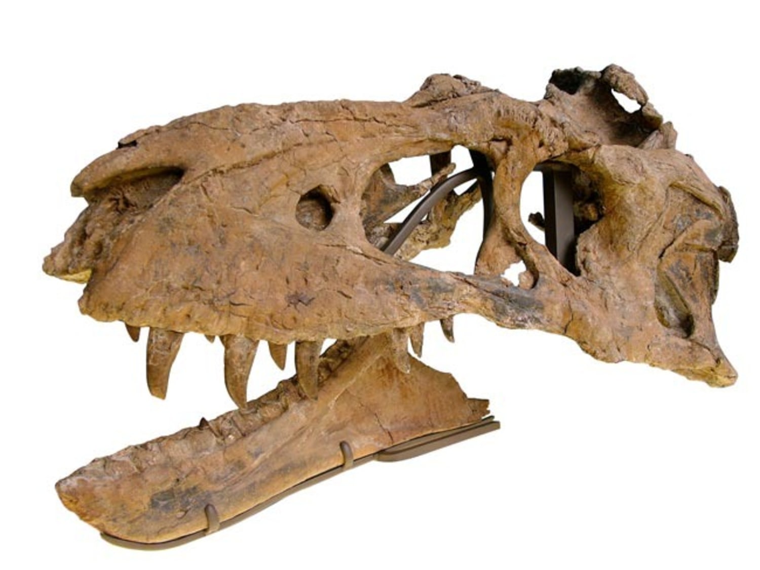 Closest relative of Tyrannosaurus rex discovered in New Mexico