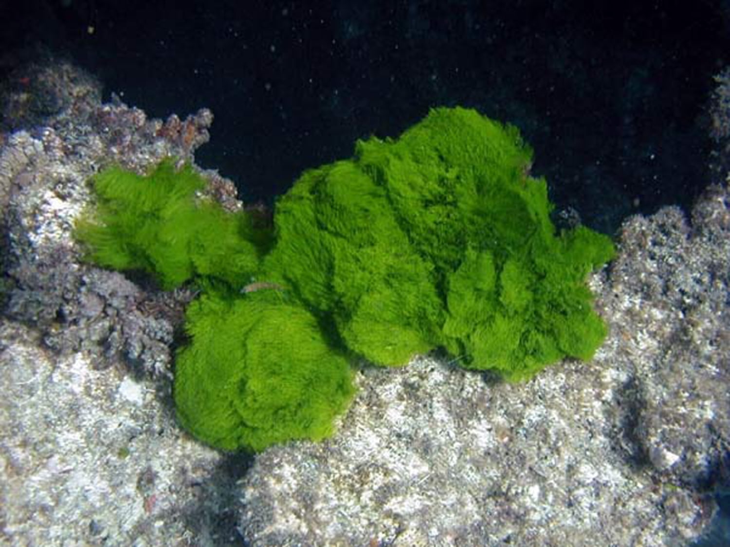 Killer seaweed threatens corals