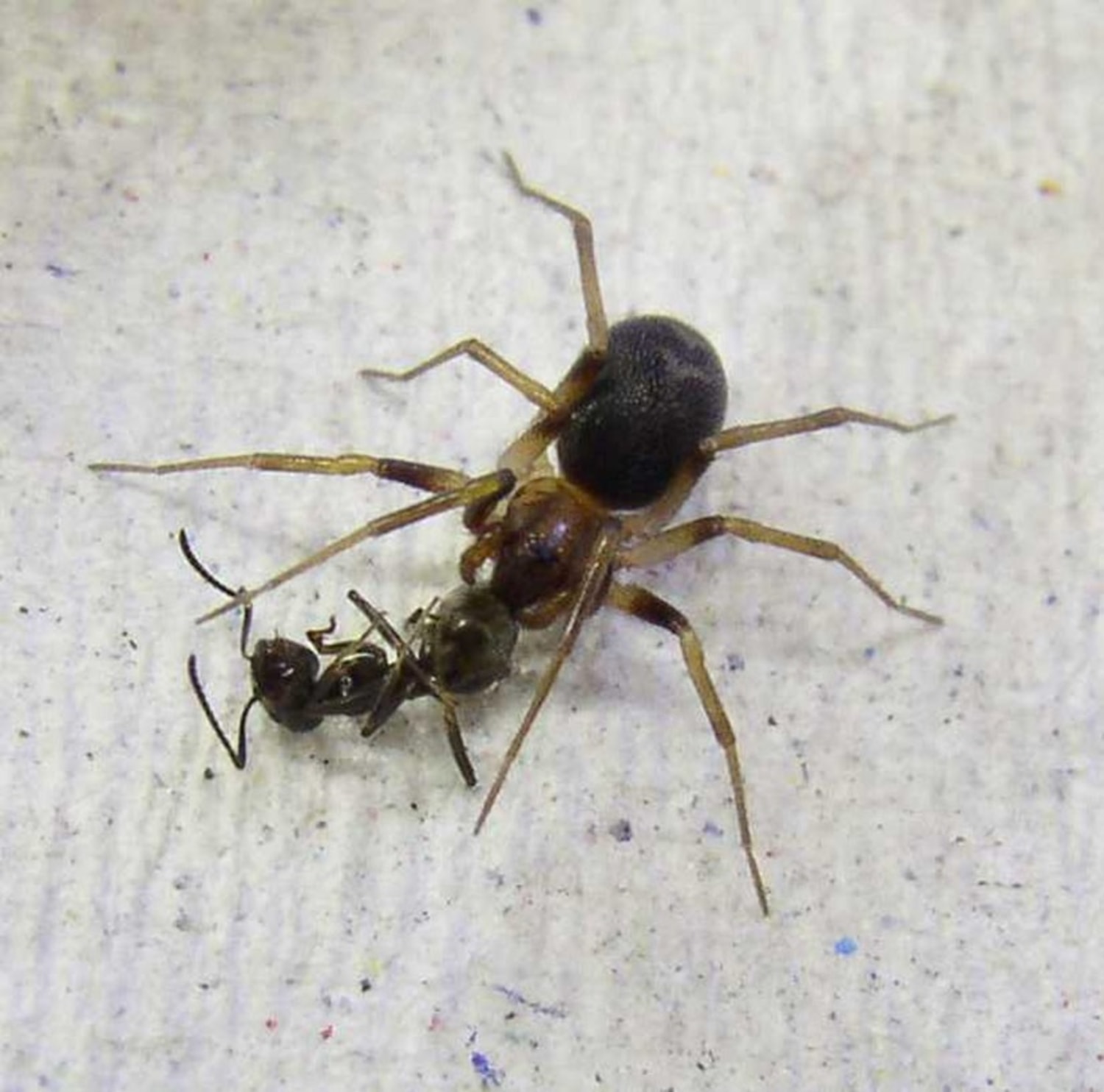 Predators can be picky eaters