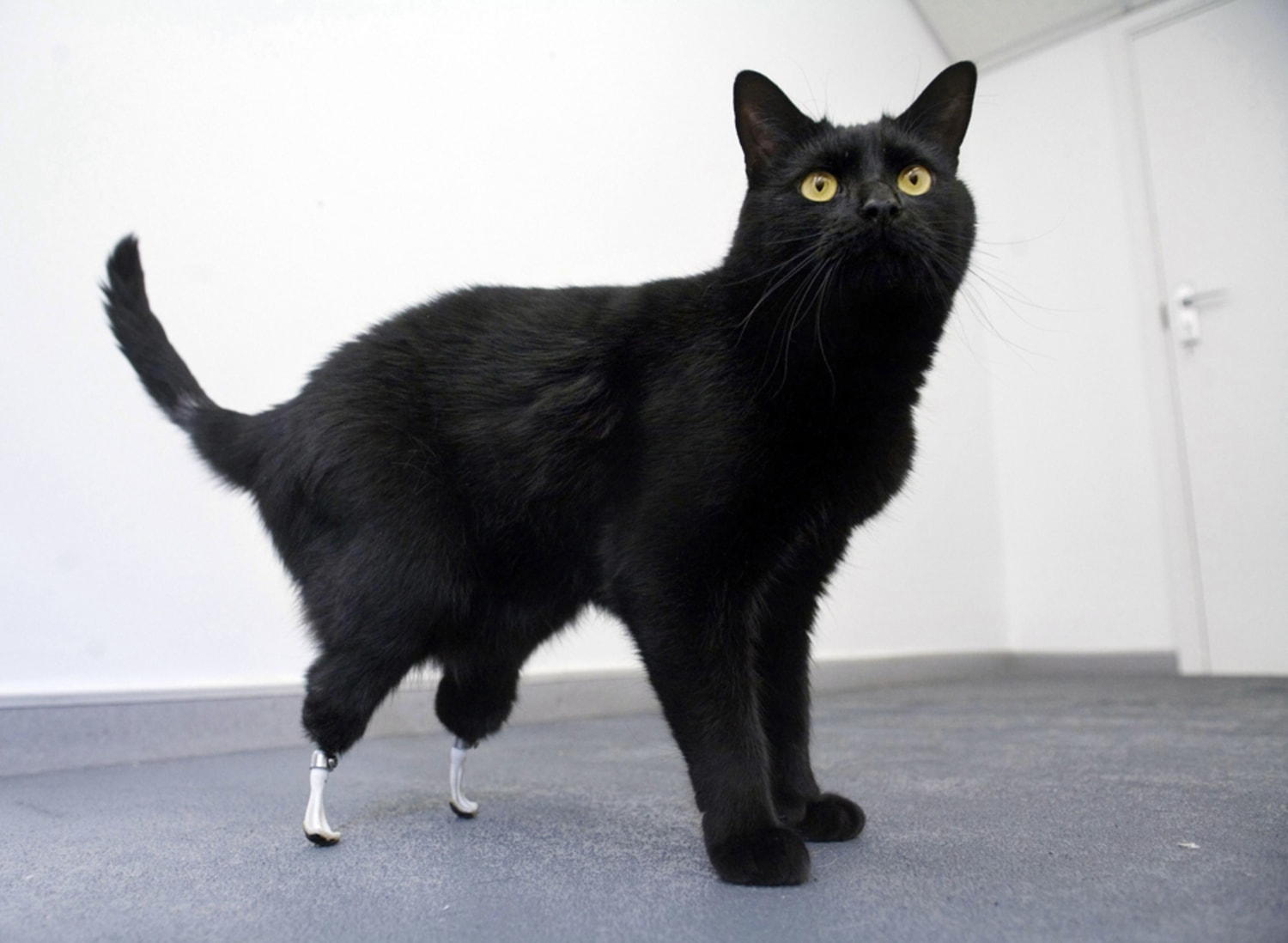 Кошки без задней лапы. Американский рингтейл порода кошек. Бионический кот Оскар. Манчкин порода кошек черный. Кот Оскар с протезами.