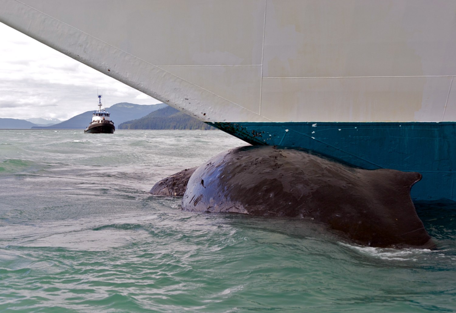 Dead Whale Found Pinned To Alaska Cruise Ship