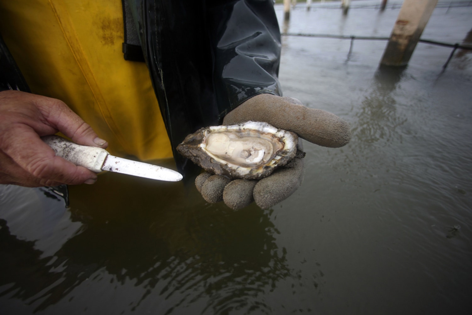 See rare, vintage photos of Louisiana oyster farming