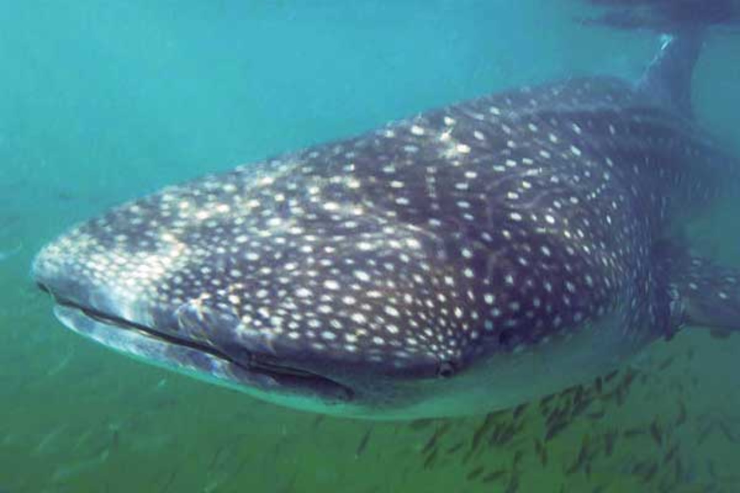 Whale sharks gather at a few specific locations around the world