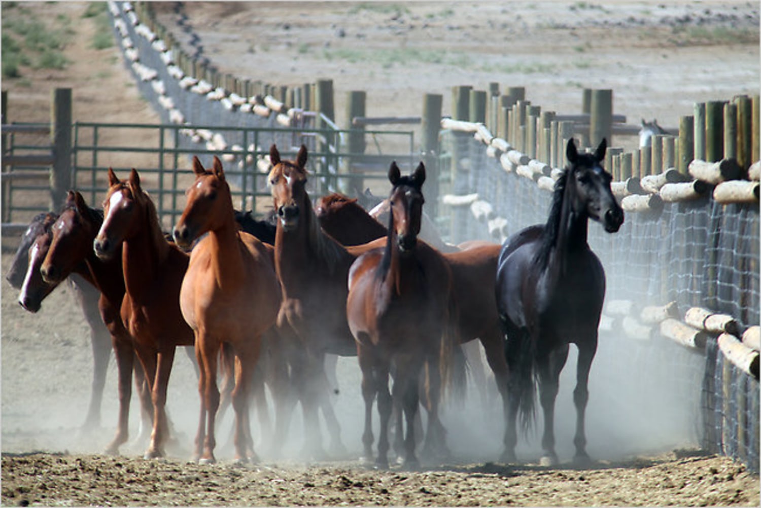Helicopters vs. Mustangs: Cruel, expensive and unnecessary, animal  activists say