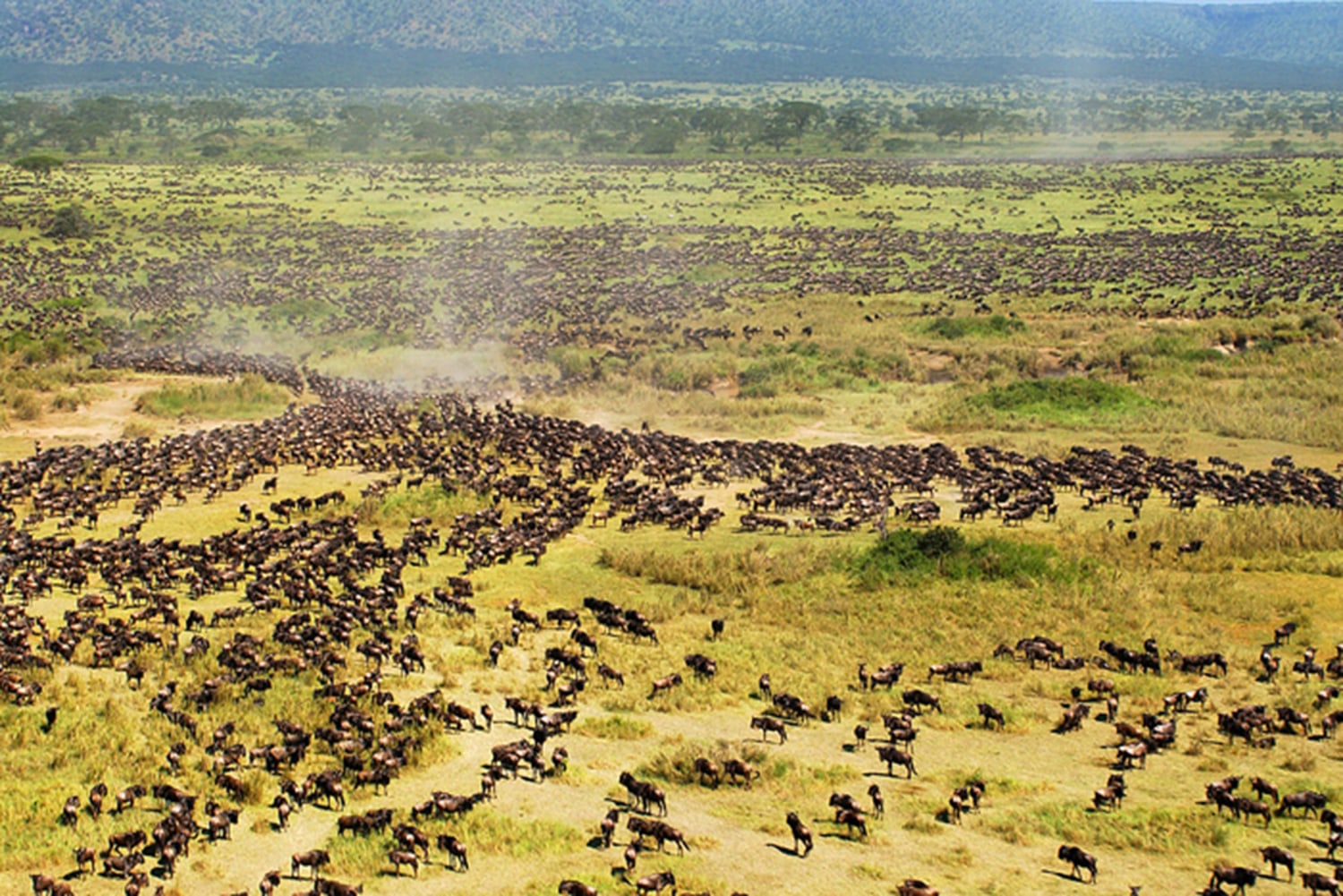 Road through Serengeti could threaten epic migration