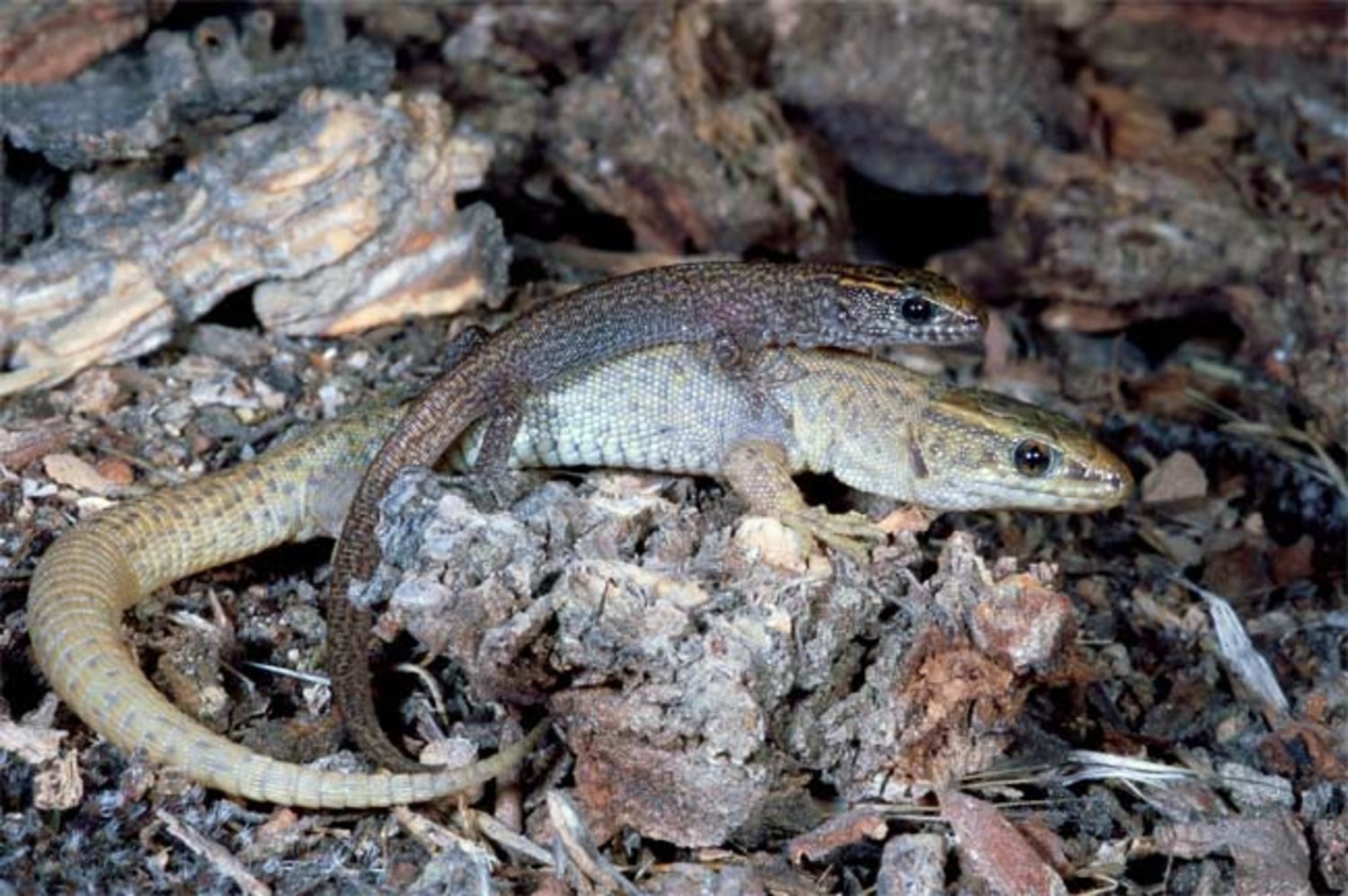 Lizards that live in families discovered