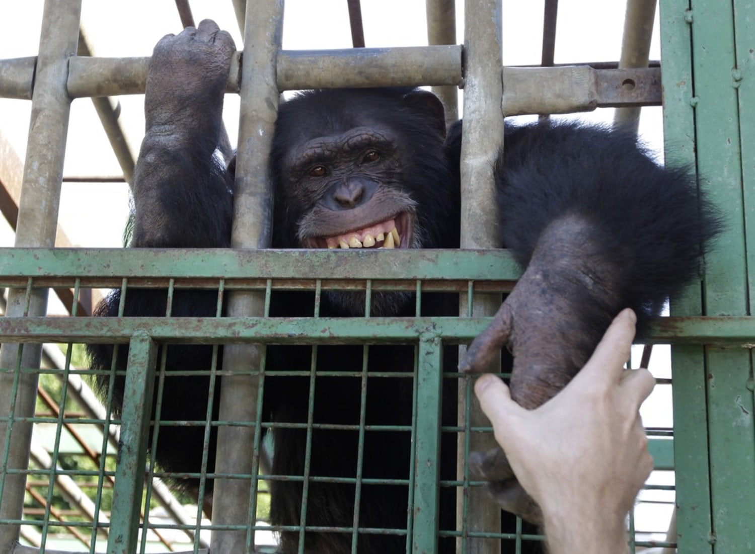 chimpanzee smoking cigarette North Korea's newest zoo attraction is a trained to smoke cigarettes Chain-smoking chimpanzee is North Korean