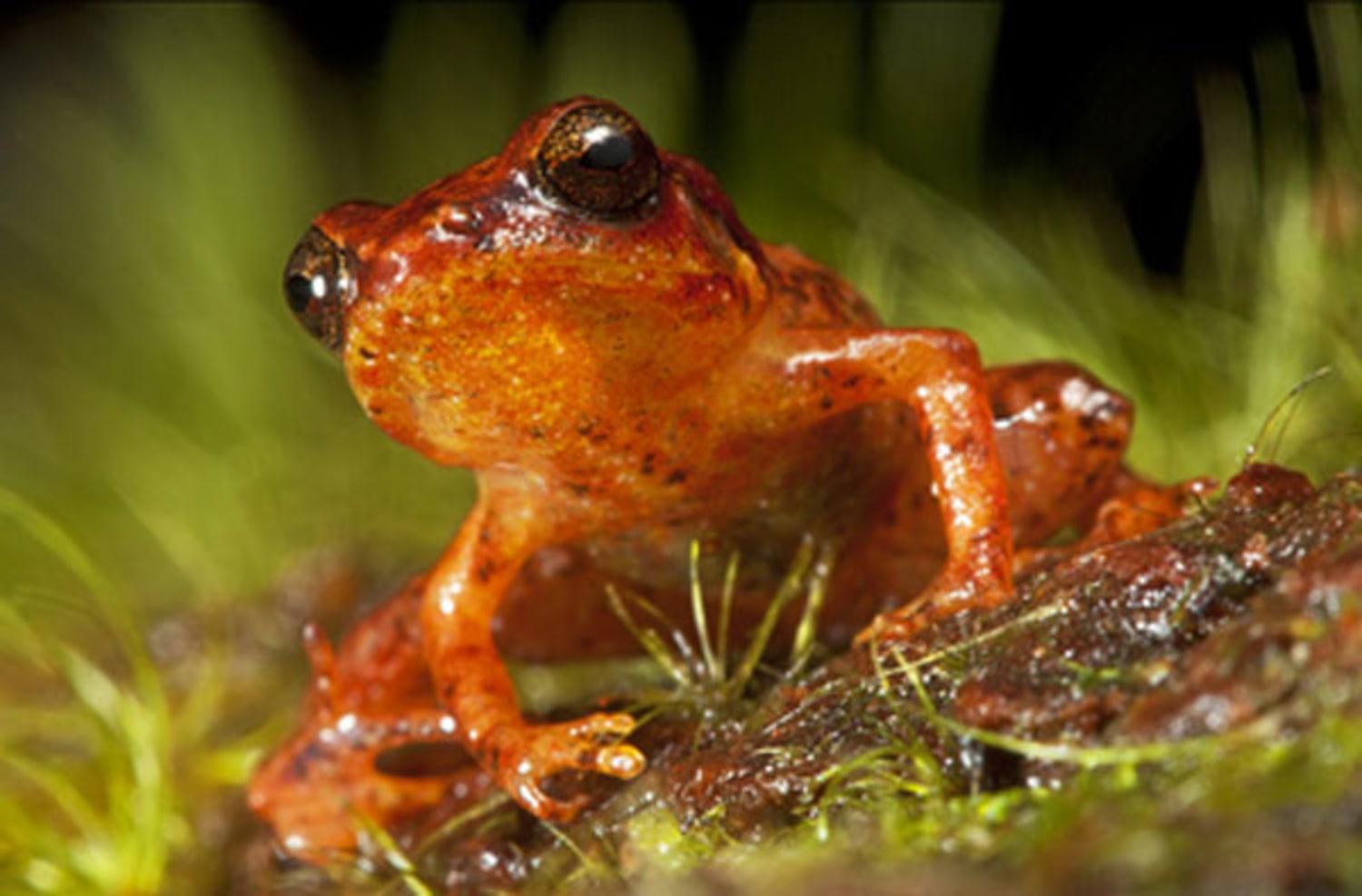 Frogs Are Disappearing. What Does That Mean? - The New York Times