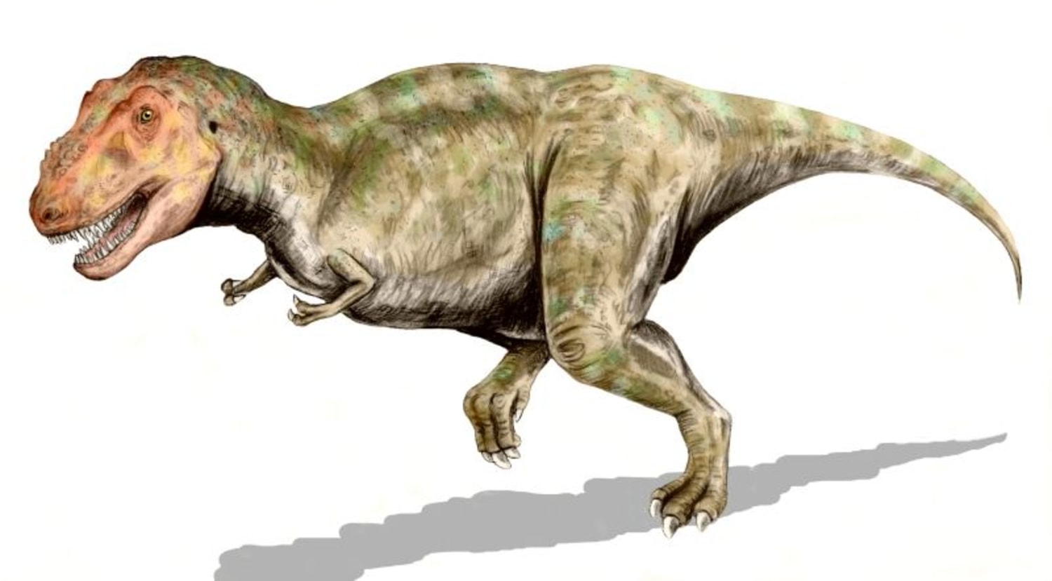 T-rex dinosaur could not have run at high speed, says study