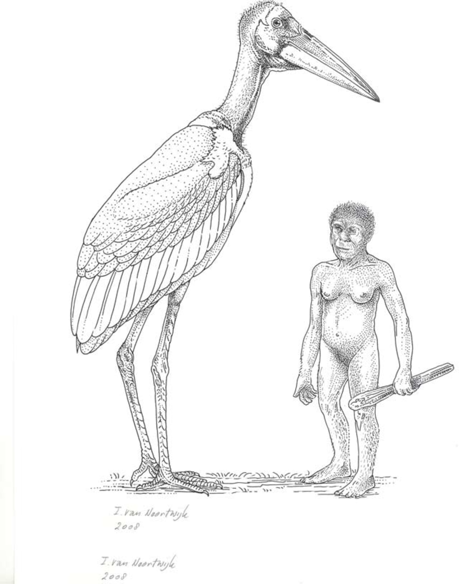 White Stork Drawing Clip Art, PNG, 1000x765px, White Stork, Art, Artwork,  Beak, Bird Download Free