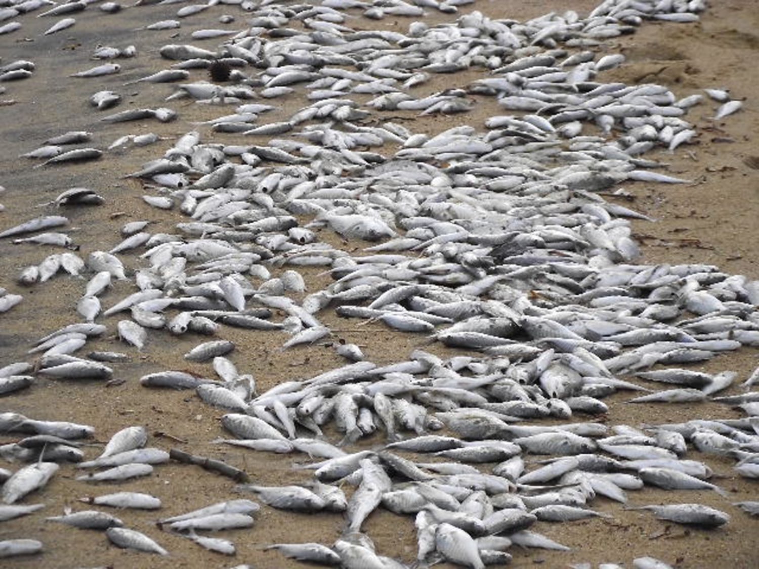 dead fish in pound net chesapeake bay Millions of fish wash up dead on Chesapeake Bay