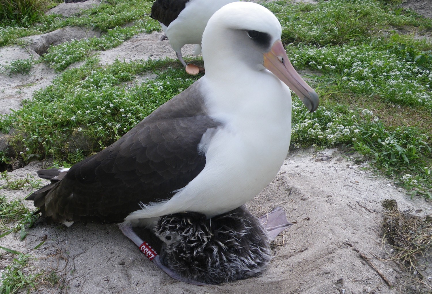 110308_albatross.jpg