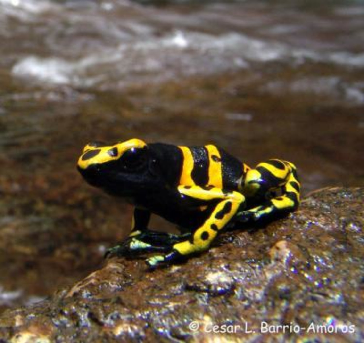 Poison dart frogs leap to the top for frog fitness