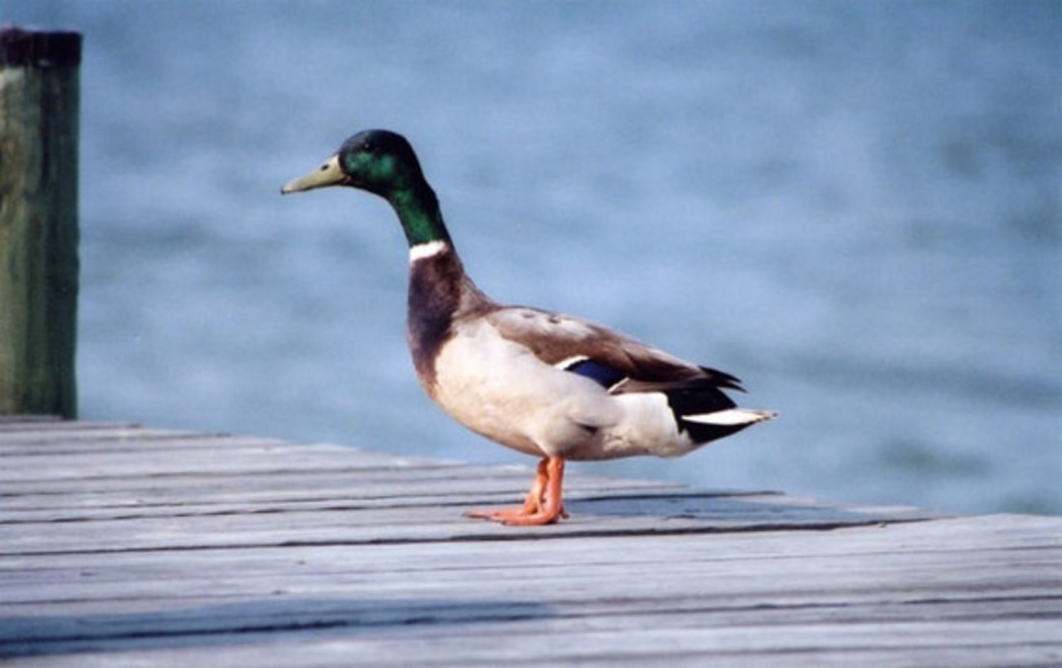 Brighter bill may indicate STD-free duck photo photo