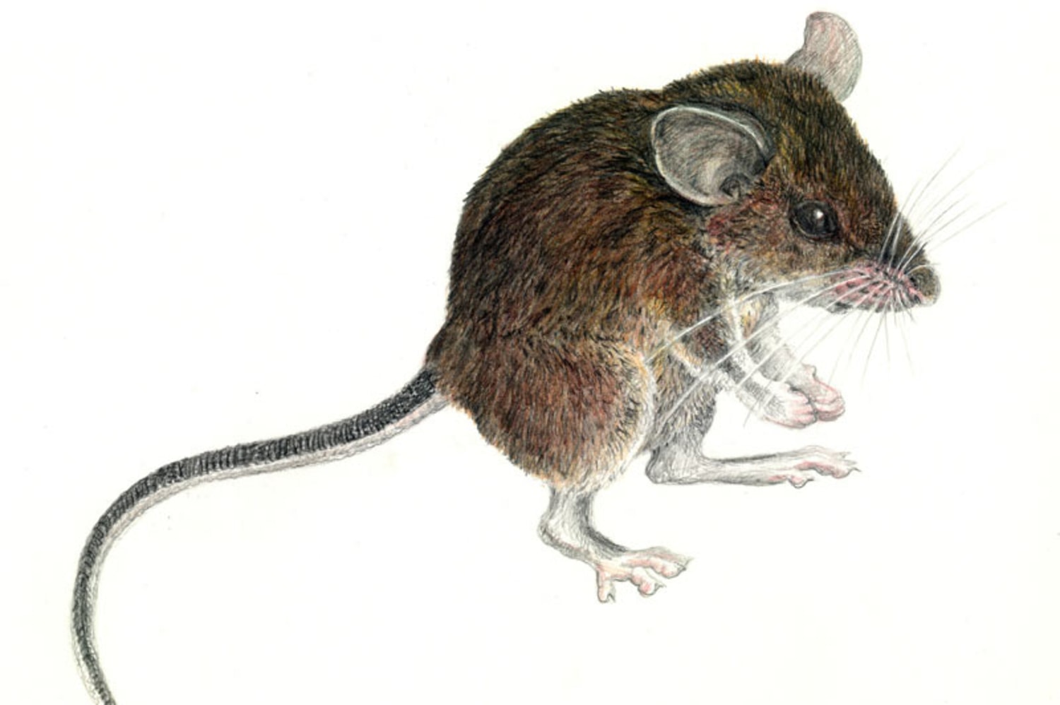 Карточка мышь