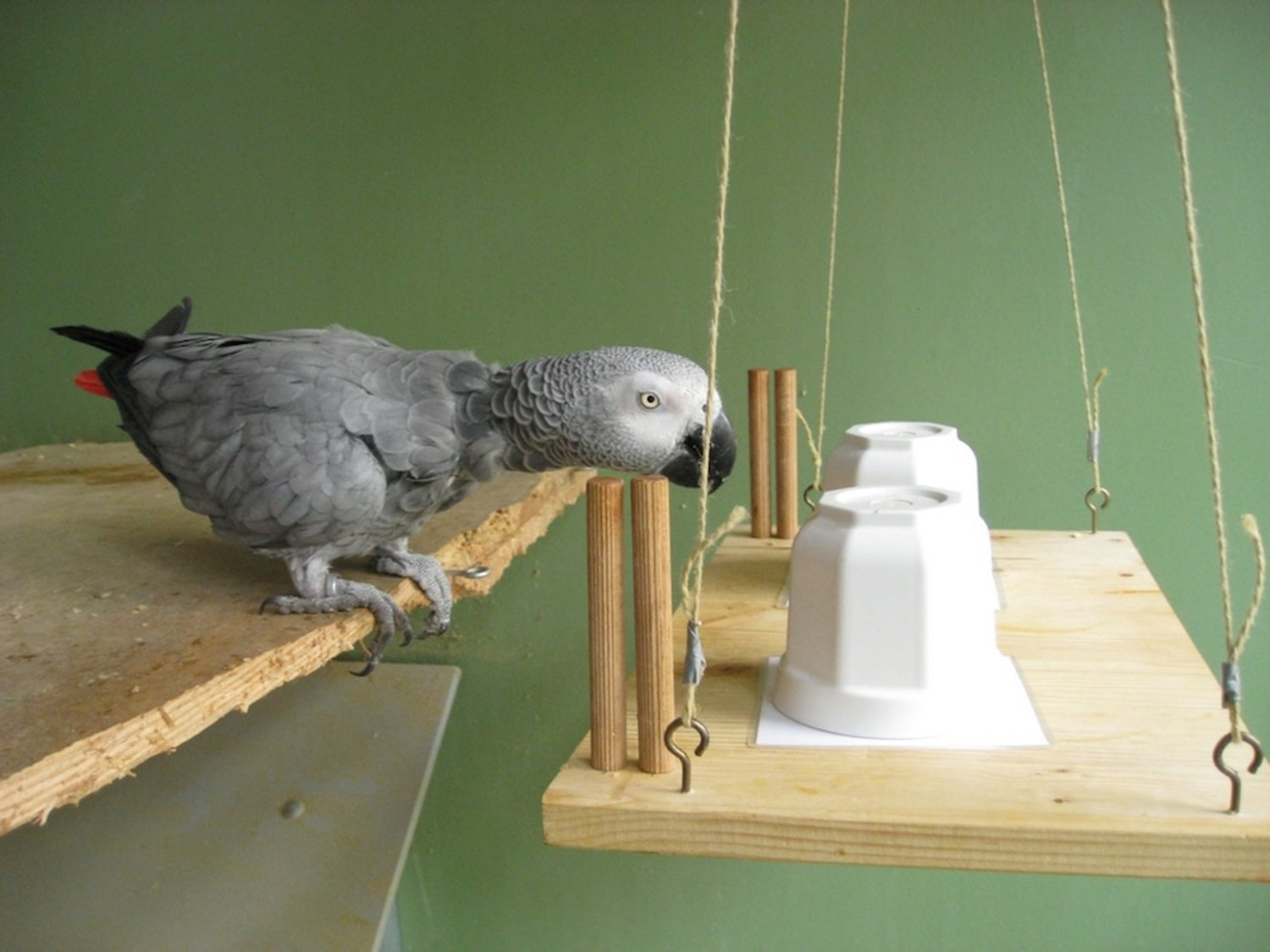 Brainy Parrot Shows It Can Think Like A