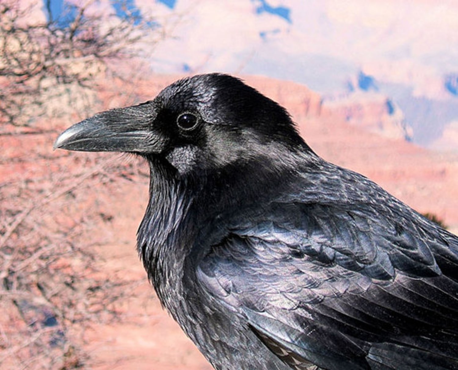 Hitchcockian crows gossip about mean humans
