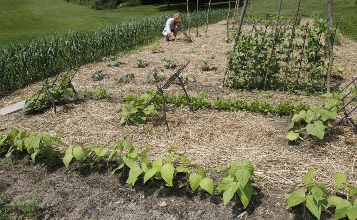 Reaping the benefits of a backyard garden, image size:1500x924
