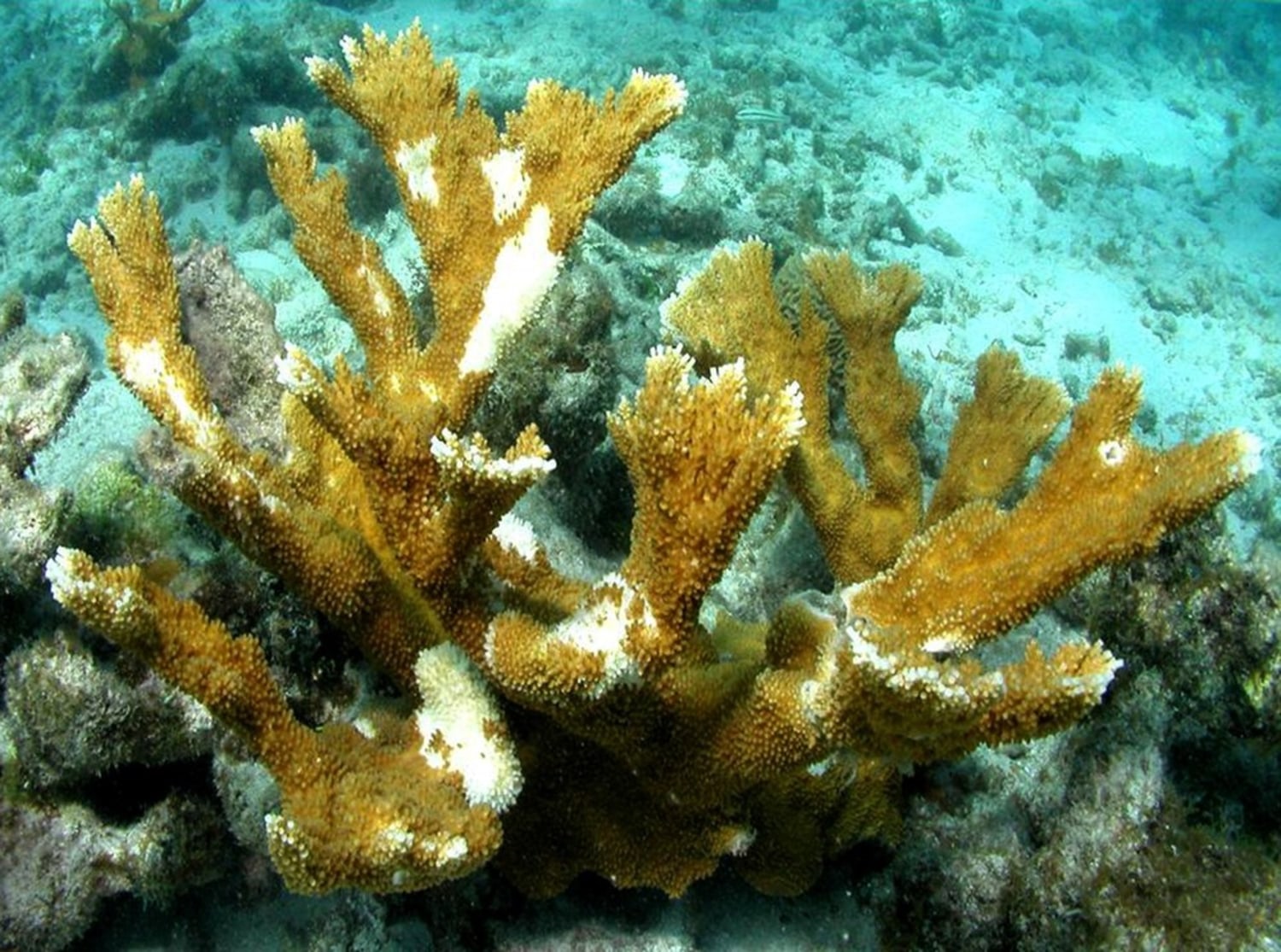 The Caribbean coral Acropora palmata will not vanish without a
