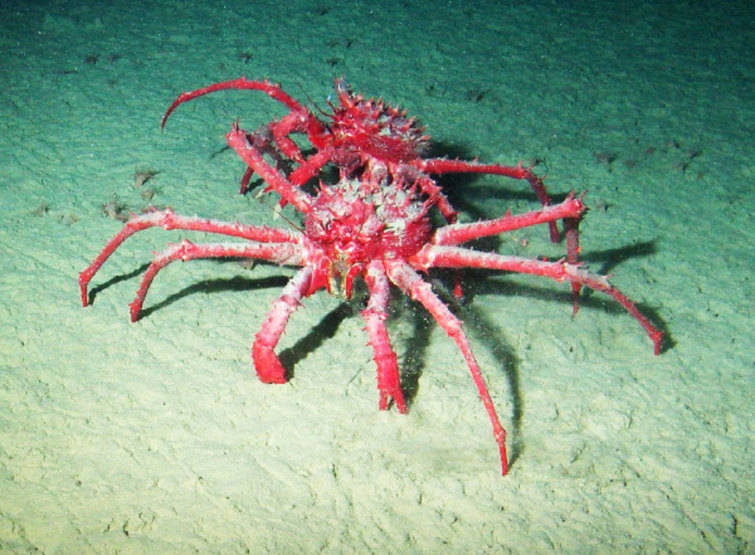 Warning King Crabs Encroaching On Antarctica