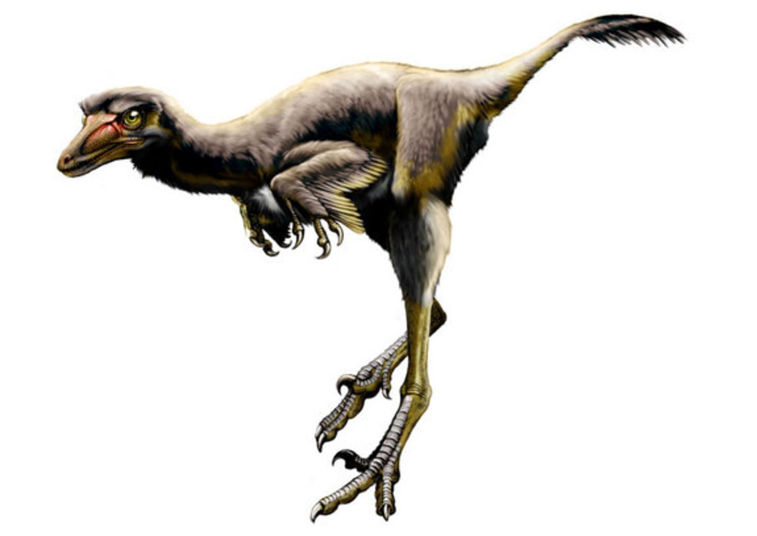 Velociraptor Running From Death : r/Dinosaurs