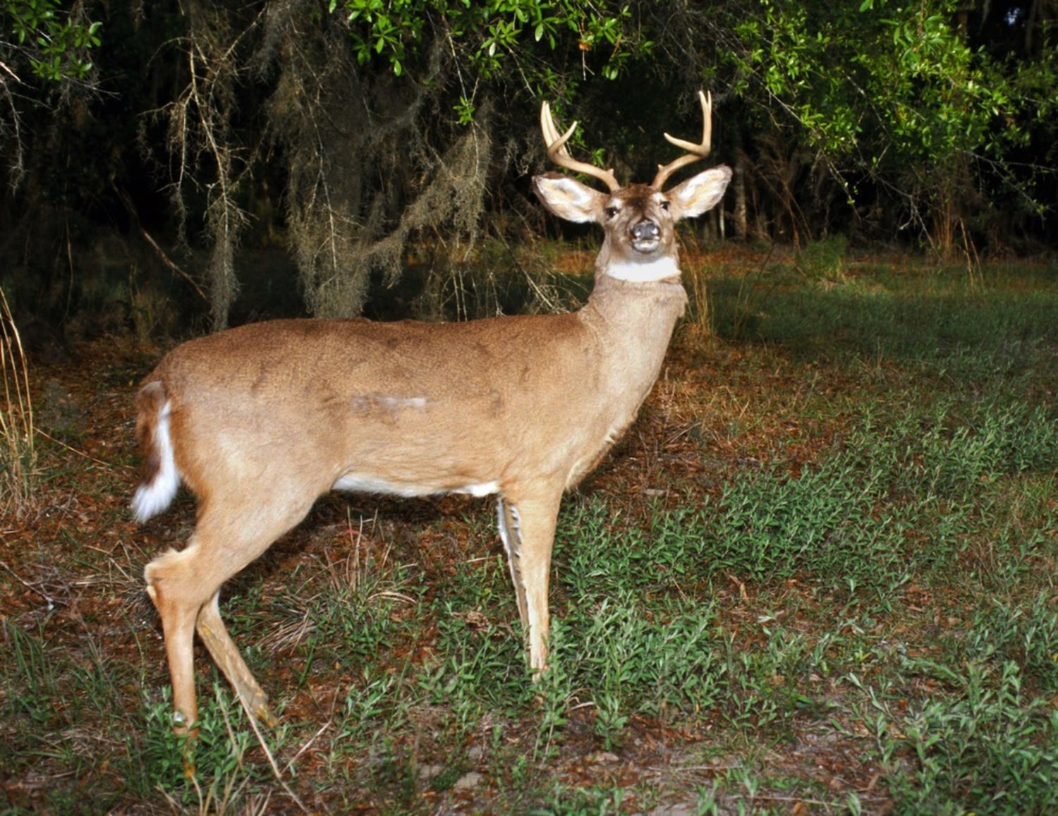 Wildlife officials use robo-deer to