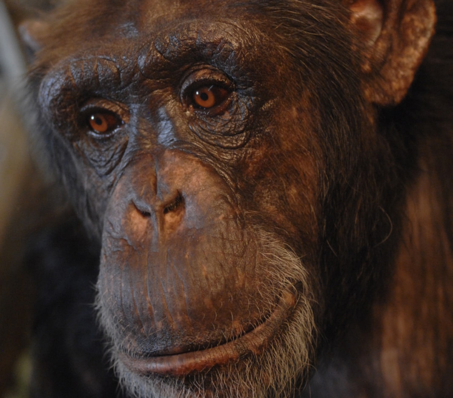 Word: Like a human, smart chimp understands speech